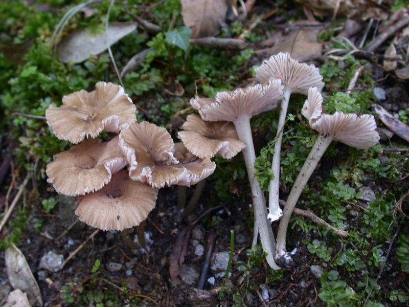 Escursione autunnale in Corsica - 3